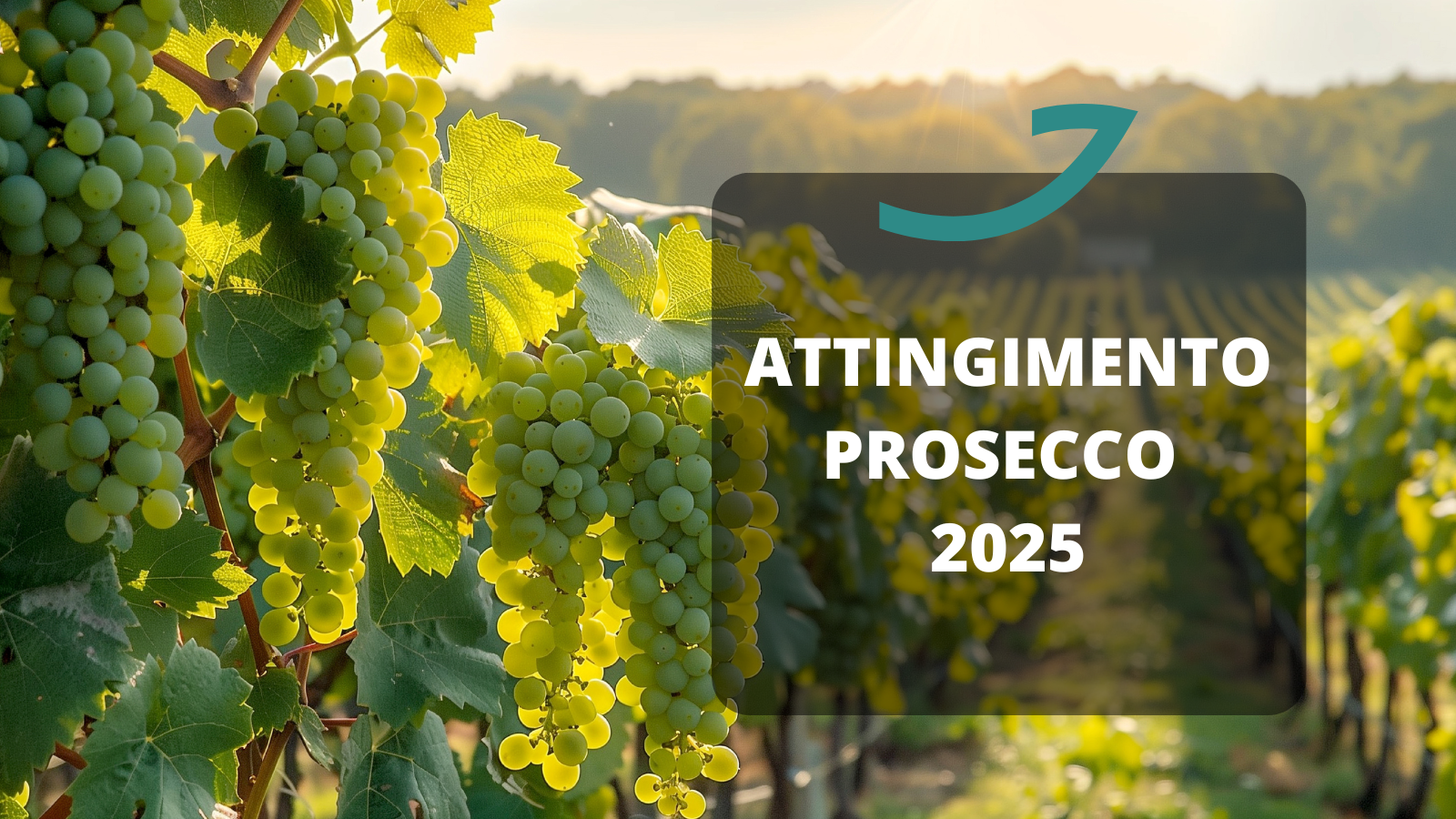 attingimento straordinario vendemmia 2025 prosecco