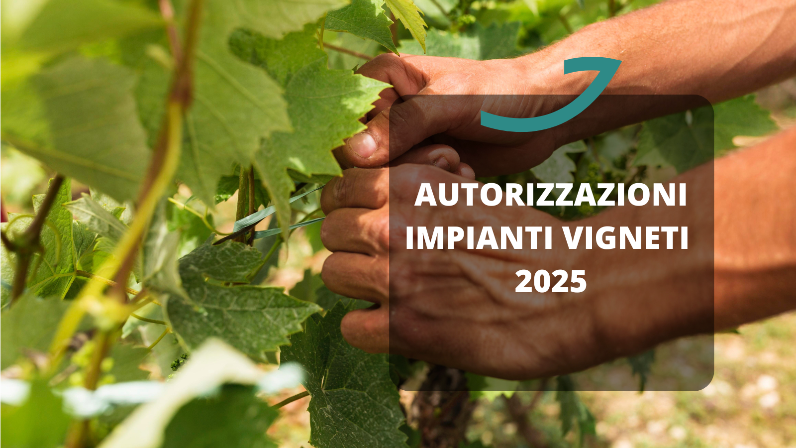 assegnazione autorizzazione impianto vigneti 2025