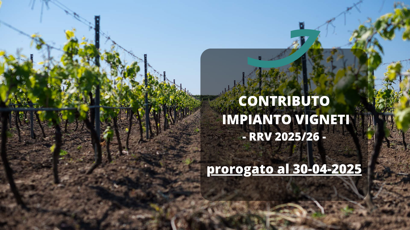 ristrutturazione e riconversione vigneti
