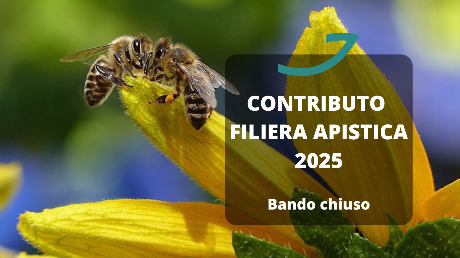 filiera apistica