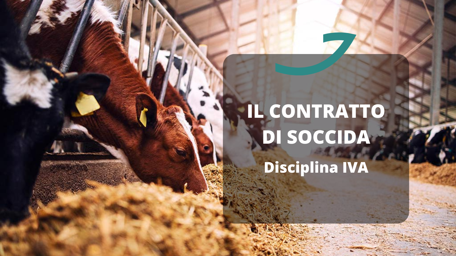 contratto soccida iva