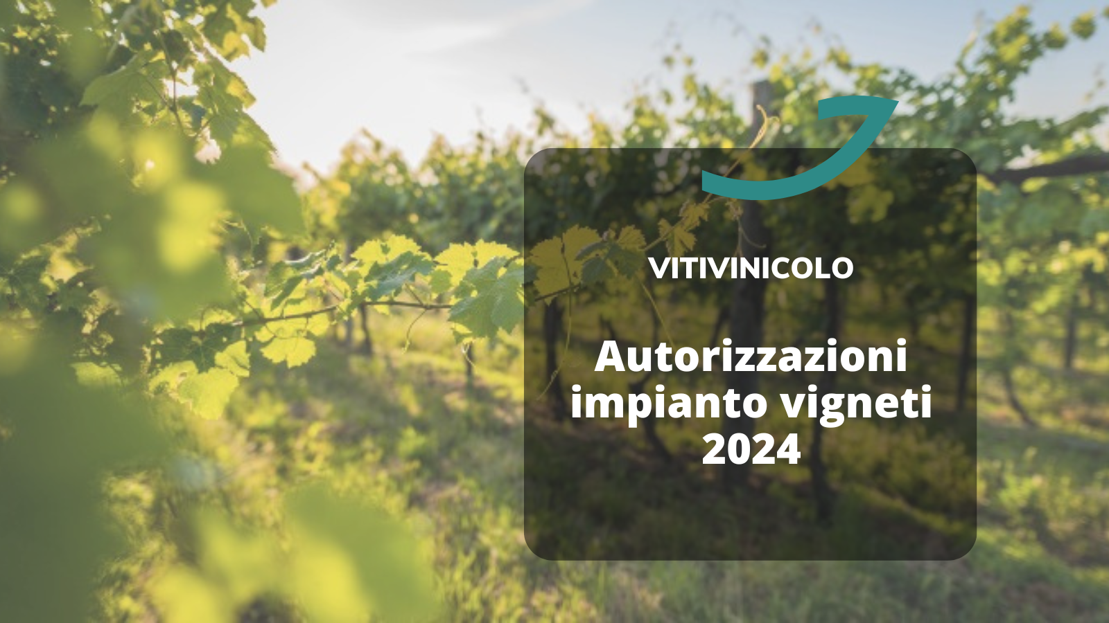 autorizzazioni impianti vigneti