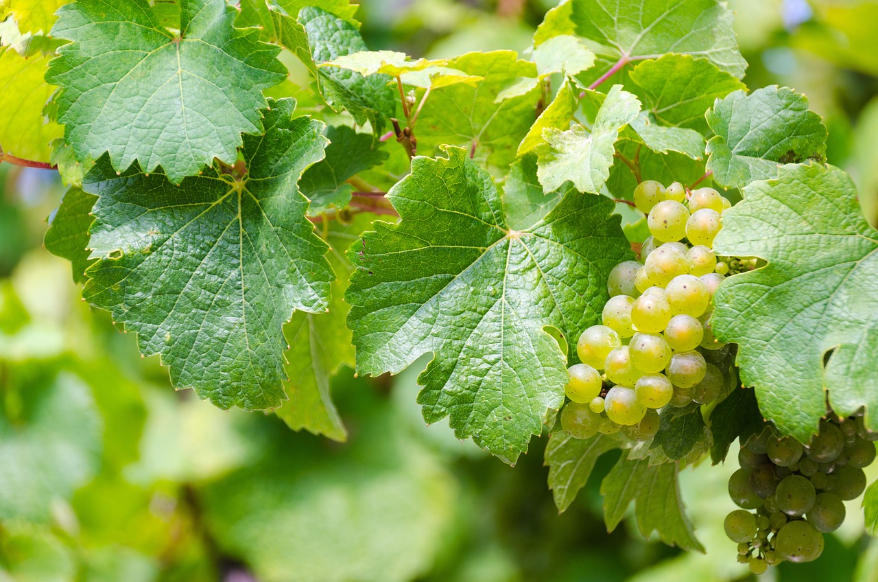 aumento attingimento prosecco